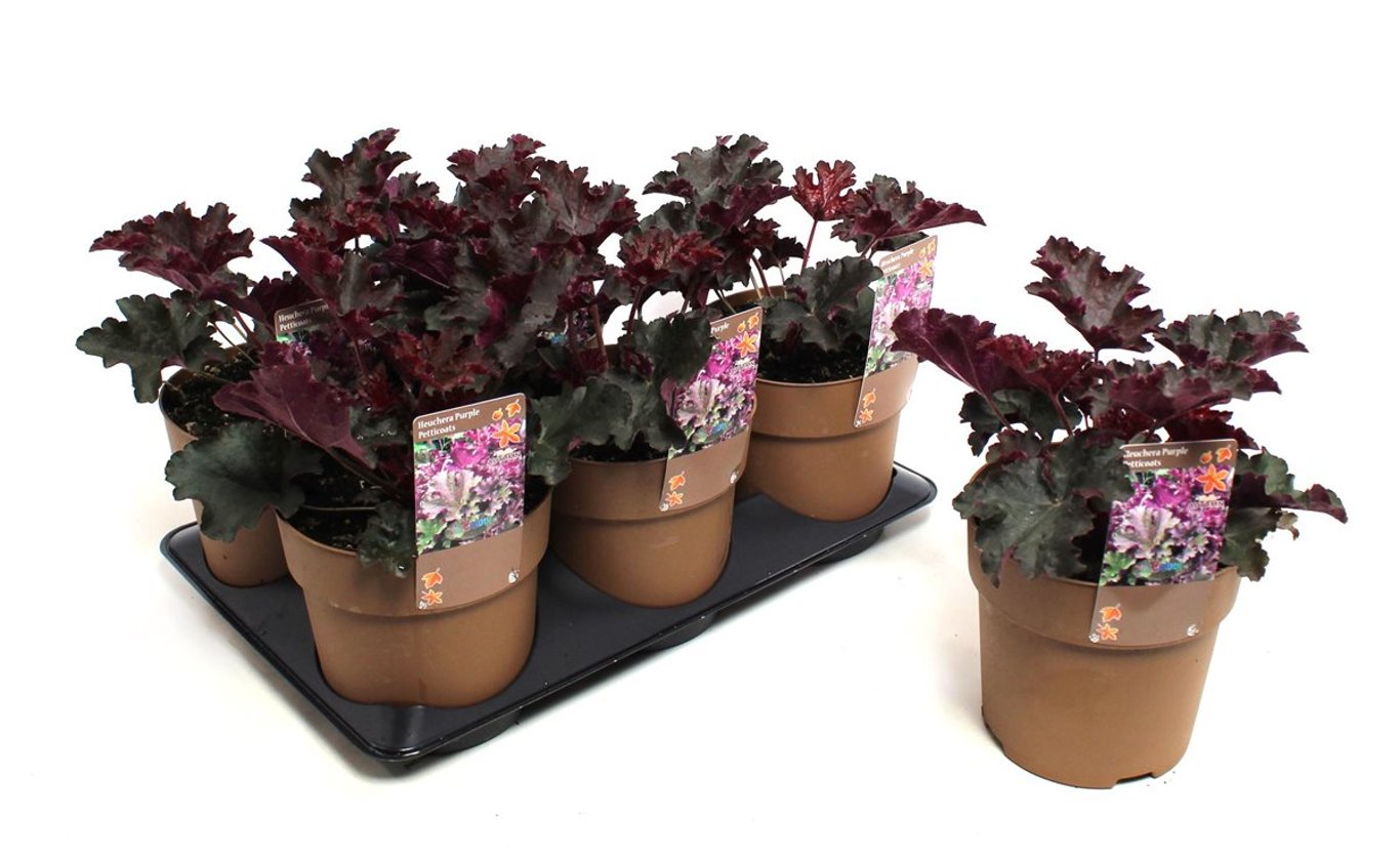 Heuchera 'Purple Petticoats' - C1,5